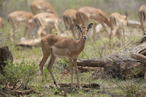 Longer droughts in Zimbabwe take a toll on wildlife and cause more frequent clashes with people